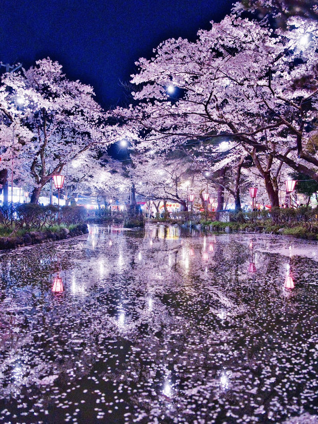 【新潟】行かなきゃ損‼️日本三大夜桜の１つ✨夜桜が水面に浮かぶ幻想世界🌸