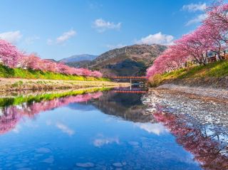 Chasing Sakura at Komatsugaike Park