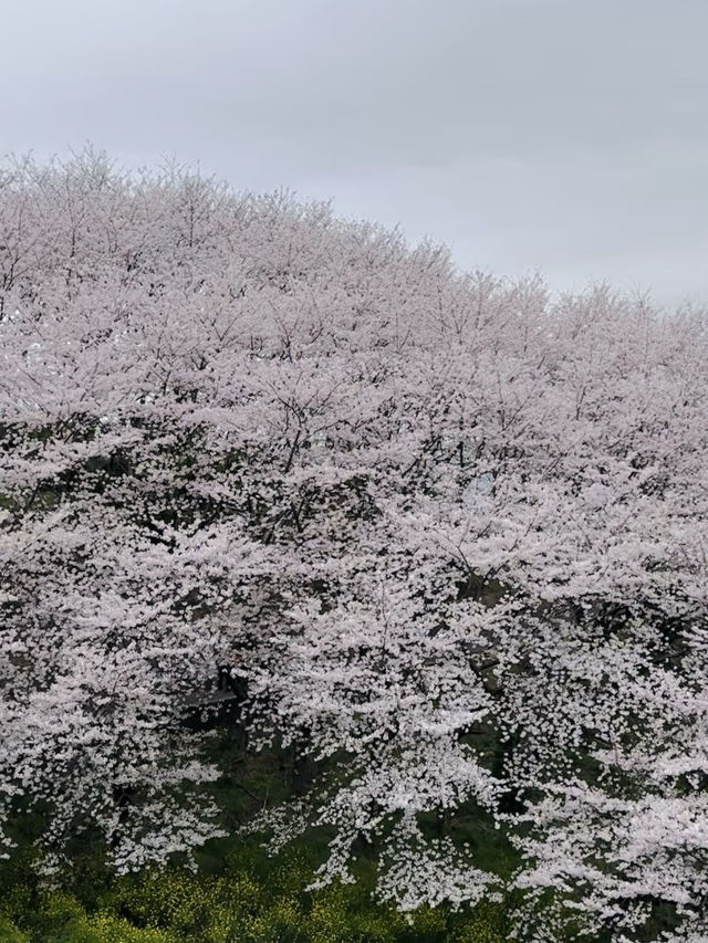 【広島、佐木島】千本桜🌸山いっぱいの美しさ