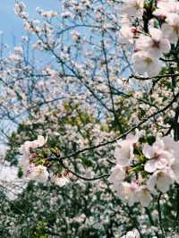 大阪水岸藝術之旅｜舊櫻宮公會堂×櫻之宮公園🌸🏛️