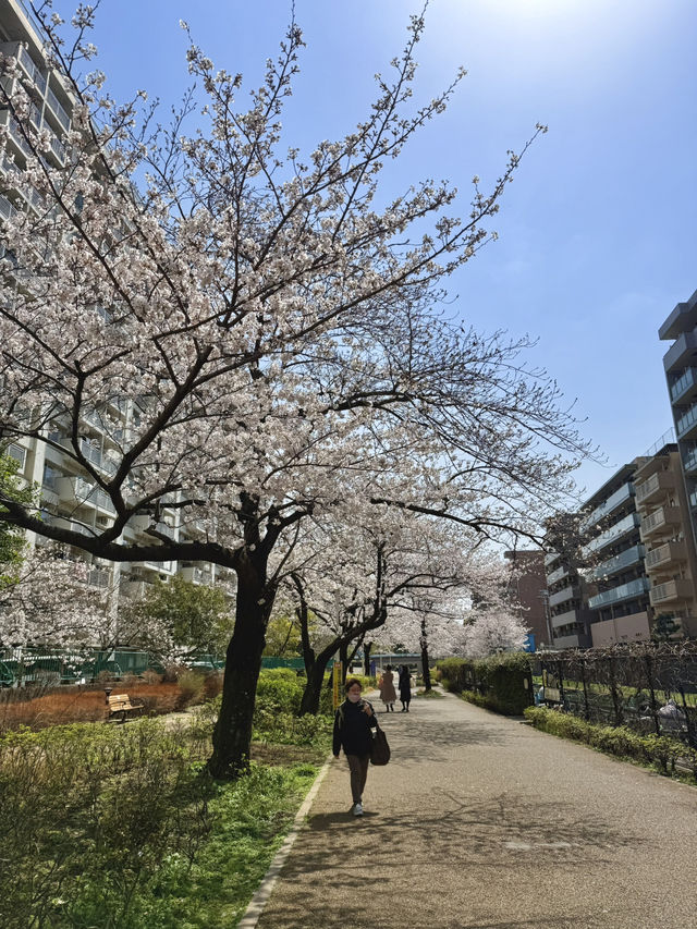 Full Bloom! Spring at Oyokogawa Shinsui Park🌷