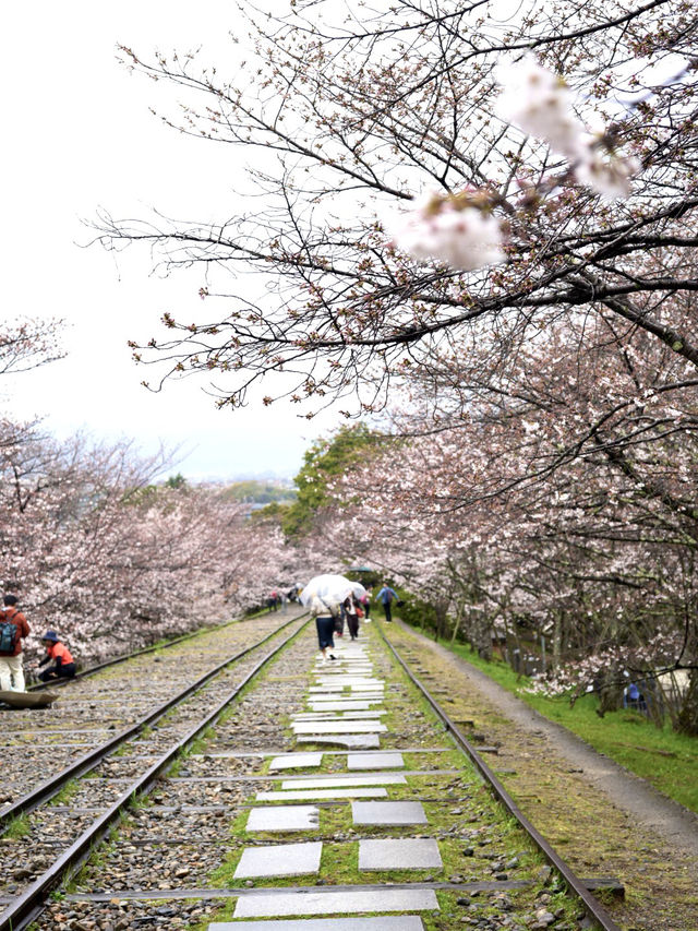 【京都×春旅】桜の季節 映える人気スポット