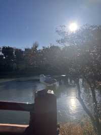 ⛩️ 鎌倉観光の定番！鶴岡八幡宮 & 小町通り食べ歩きガイド 🍡