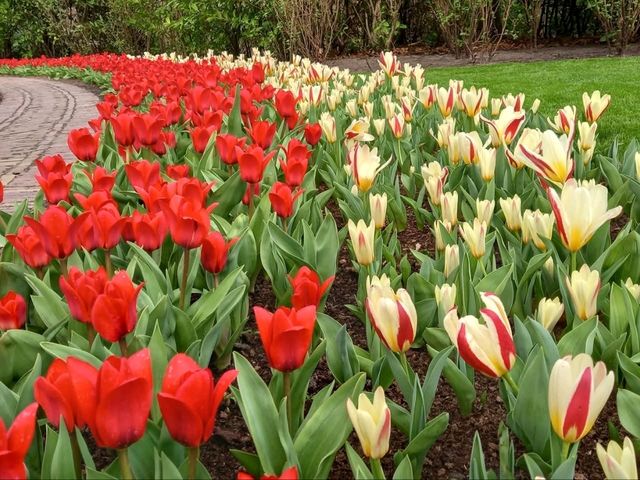 "Keukenhof: The World’s Most Beautiful Spring Garden in the Netherlands"