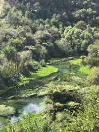 🇳🇿100 Years in the Making: Nature’s Purest Water from Blue Spring