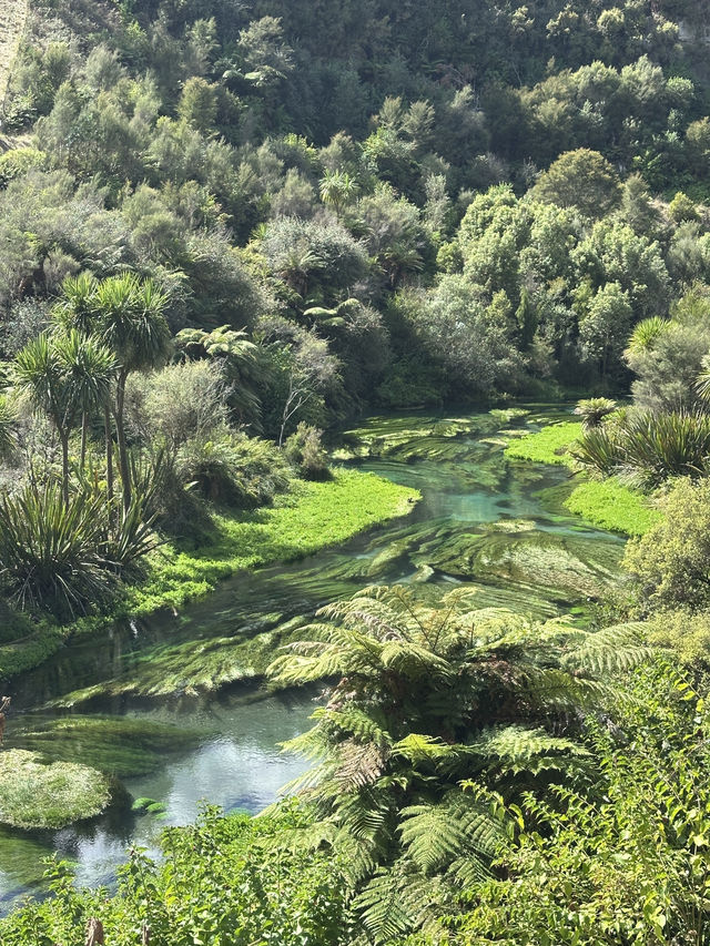 🇳🇿100 Years in the Making: Nature’s Purest Water from Blue Spring