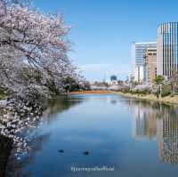 ดอกซากุระบานที่ Maizuru Park 🌸🗻🇯🇵