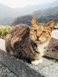 台北｜猴硐貓村與十分一日遊攻略