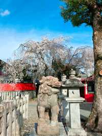 嵐山隱世賞樱秘境🌸車折神社⛩️