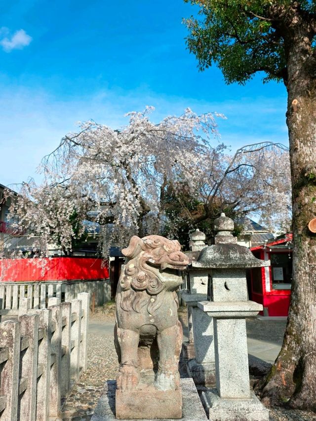 嵐山隱世賞樱秘境🌸車折神社⛩️