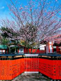嵐山隱世賞樱秘境🌸車折神社⛩️