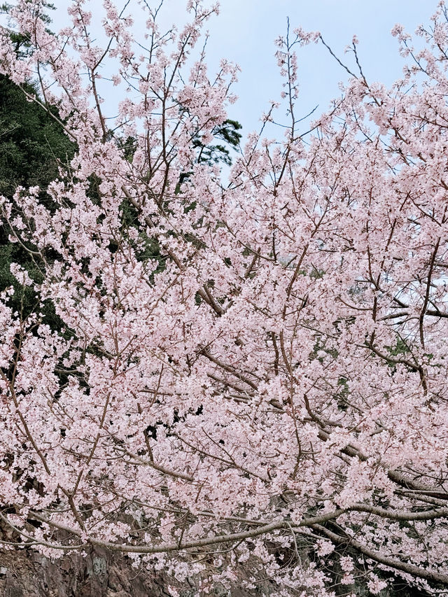 리쓰린공원  벚꽃 구경을 가보세요!!