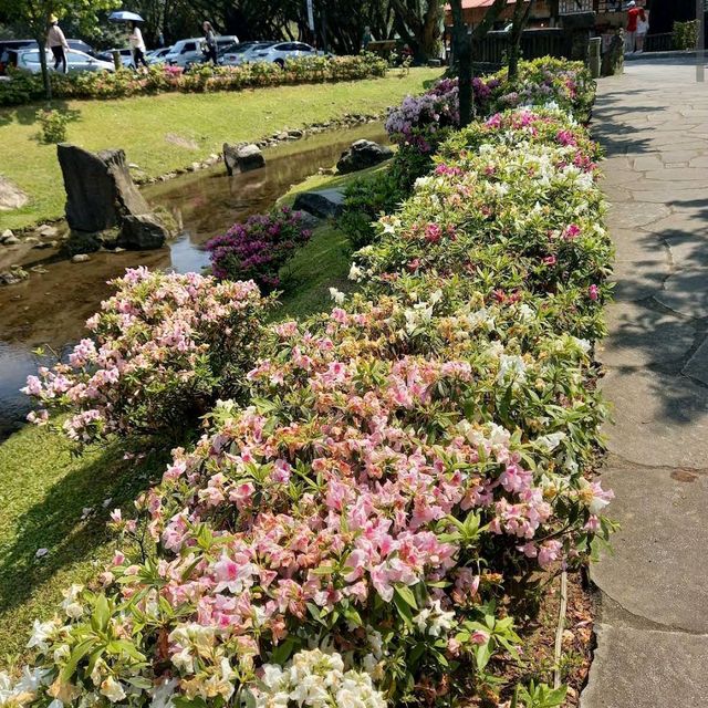 陽明山花鐘