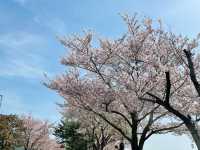 벚꽃터널길에서 봄즐기기🌸