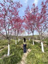A Hidden Gem for Plum Blossoms in Shanghai – 15-Minute Walk from Subway 🌸🚶‍♀️