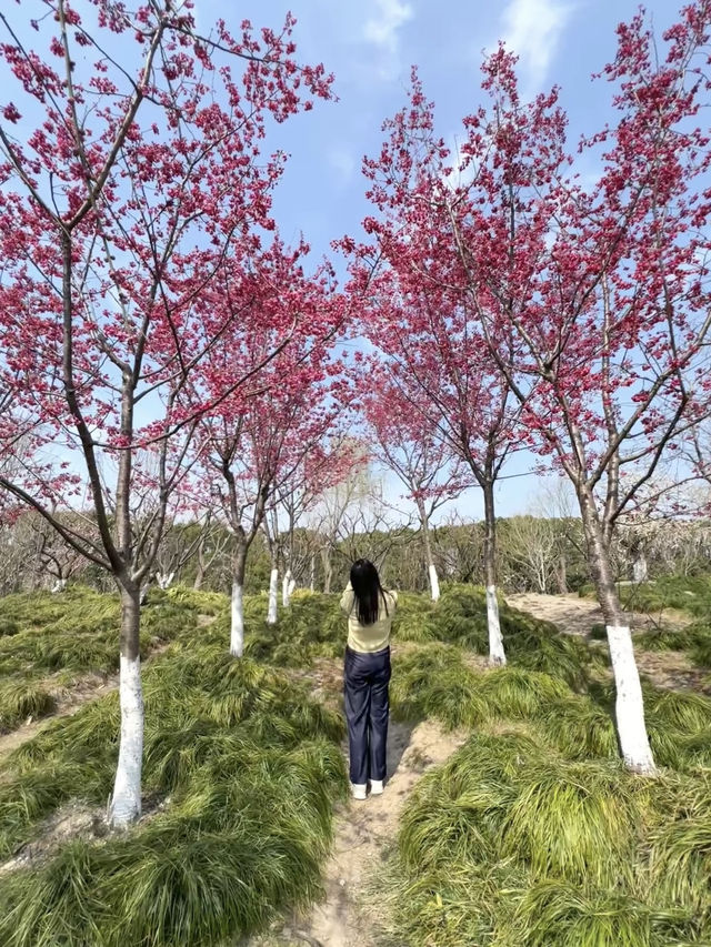 A Hidden Gem for Plum Blossoms in Shanghai – 15-Minute Walk from Subway 🌸🚶‍♀️