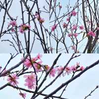🌸維園賞櫻好去處🌸