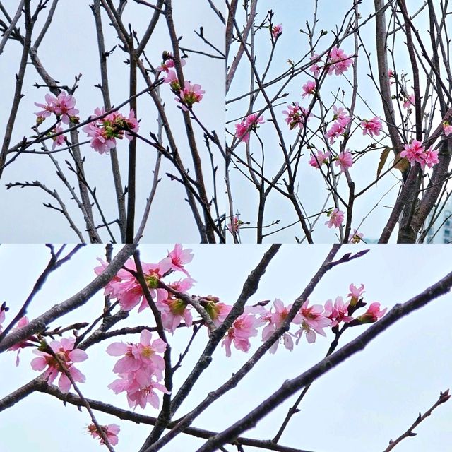 🌸維園賞櫻好去處🌸