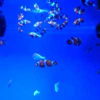 【日本】大洗水族館で海洋生物を観察！