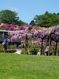 【茨城×茨城フラワーパーク】四季の花々が楽しめる体験型フラワーパーク