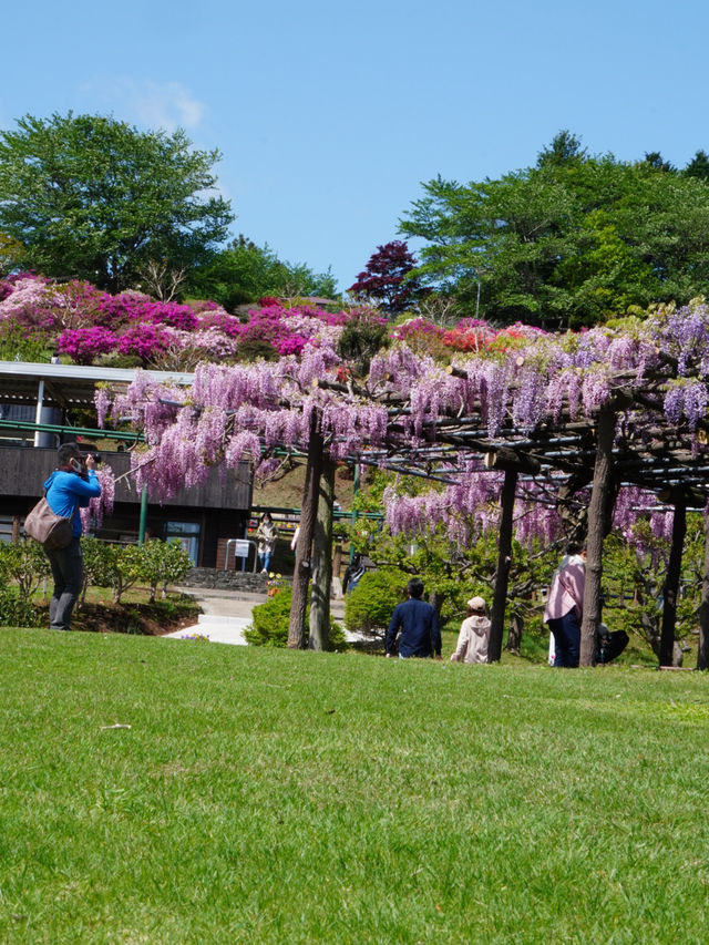 【茨城×茨城フラワーパーク】四季の花々が楽しめる体験型フラワーパーク