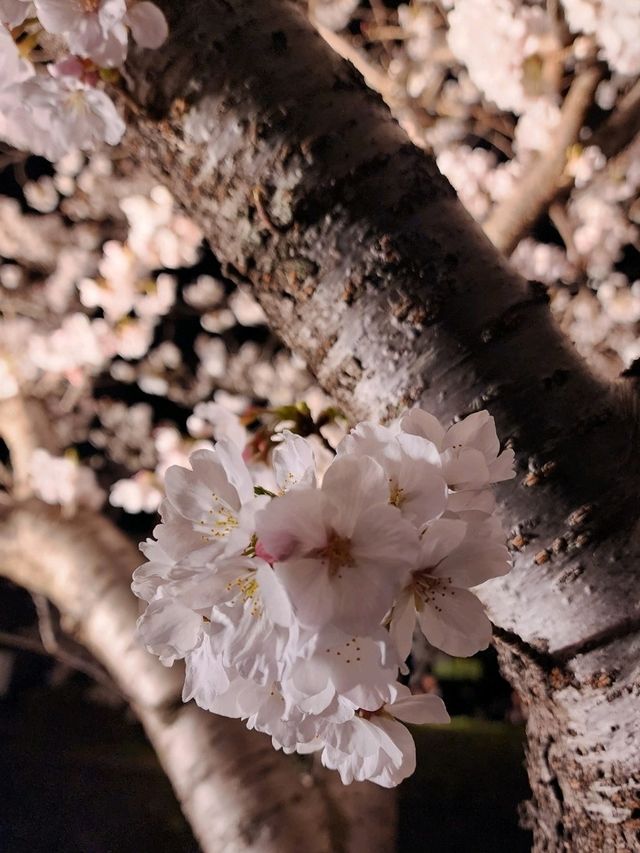 【山口グルメ】一の坂川・ラセーヌ