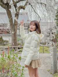 京都櫻花景點！本滿寺