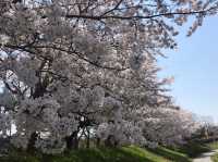 琵琶湖周辺の桜：湖畔で楽しむ春の絶景🌸