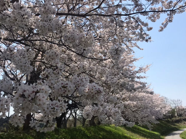 琵琶湖周辺の桜：湖畔で楽しむ春の絶景🌸
