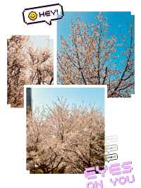 Seoul's Spring Crown Jewel: Yeouido in Full Floral Splendor 