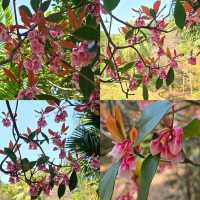 🌸香港秘密花園🌸