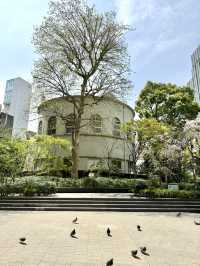Cherry Blossoms at Sukiyabashi Park