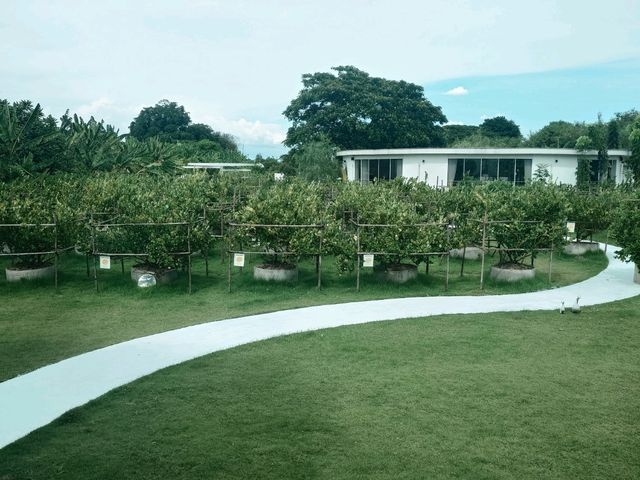 Lemon Me Farm - Japanese style lemon farm near Bangkok