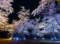A Spring Night, Like a Dream - Night Illumination at “Sakura no Sato”