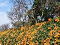 #炮仗花海公園-苗栗縣銅鑼鄉