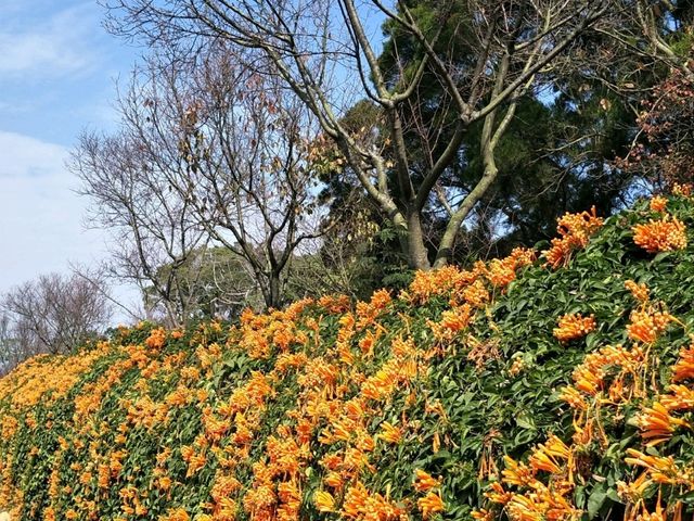 #炮仗花海公園-苗栗縣銅鑼鄉