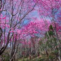 三色花景ㄧ次搞定的萬里林園