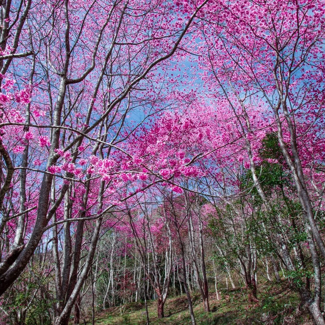 三色花景ㄧ次搞定的萬里林園