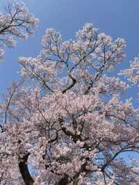 Blush of History: Sakura in the Shadows of Takato Castle