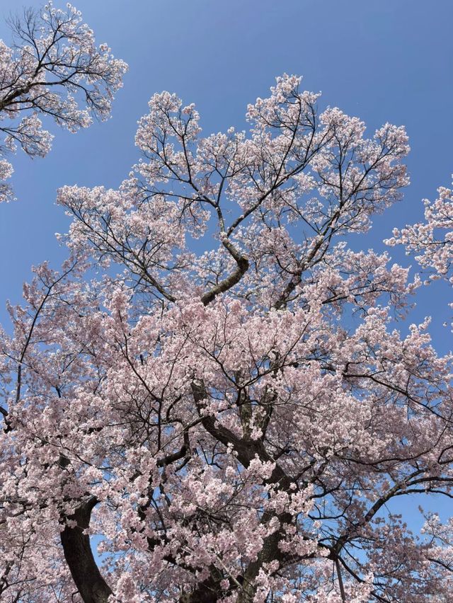 Blush of History: Sakura in the Shadows of Takato Castle