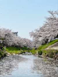 Saho River Cherry Blossoms– Nara’s 7KM Sakura Serenade