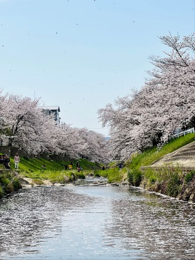Saho River Cherry Blossoms– Nara’s 7KM Sakura Serenade