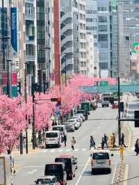Full Bloom of Pink Cherry Blossoms in Shibuya 🌸
