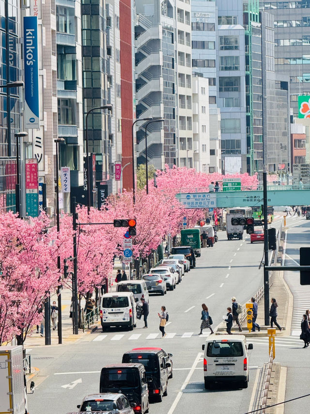 Full Bloom of Pink Cherry Blossoms in Shibuya 🌸
