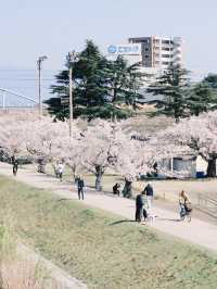 🌸 Spring Exchange | Cherry Blossoms by the Riverside and the Flow of Everyday Life