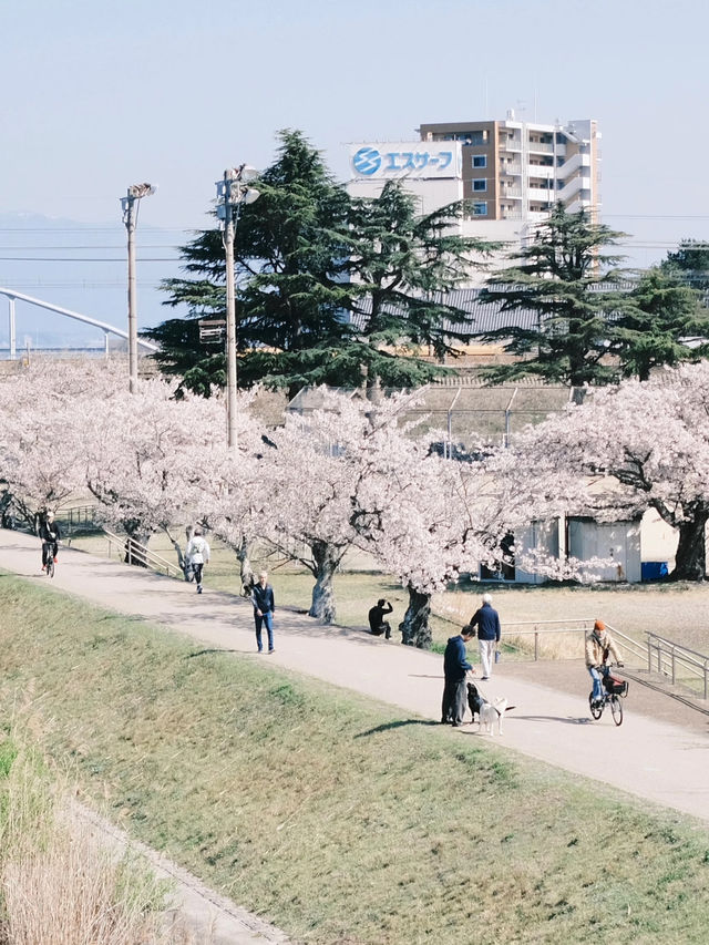 🌸 Spring Exchange | Cherry Blossoms by the Riverside and the Flow of Everyday Life