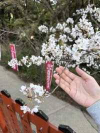 福岡🌸天開稻荷神社⛩️伴櫻花