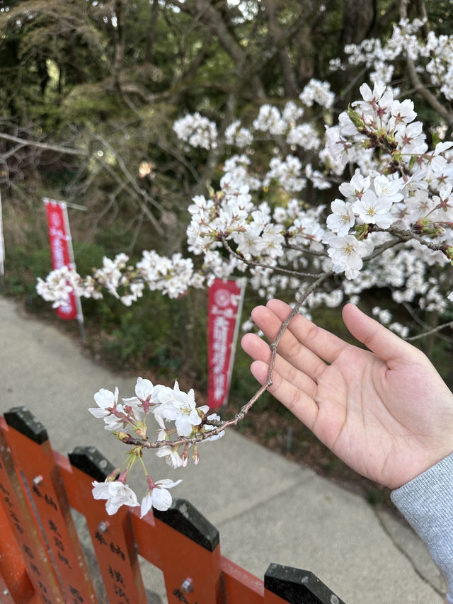 福岡🌸天開稻荷神社⛩️伴櫻花