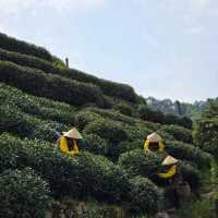 ไร่ชาหลงจิ้ง หางโจว 龙井村 / Longjing