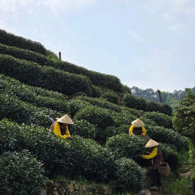 ไร่ชาหลงจิ้ง หางโจว 龙井村 / Longjing